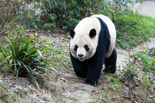 足球报谈申花开门红：板凳厚度充满底气 路易斯让马莱莱不再孤单